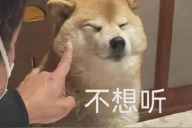 养狗的注意了：狗狗这4种疾病会传染给人，一定要提前预防！图片