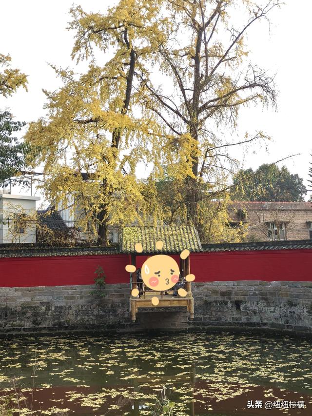 为看金黄美景和红墙，我来北碚静观走一趟，在塔坪寺和思乡台公园