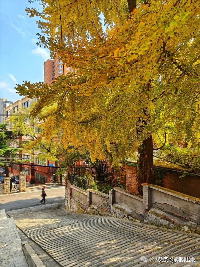 大连网红老街这棵银杏树火了，快来打卡吧