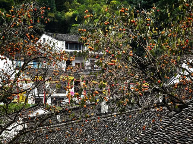 霜降时节，柿林村徒步