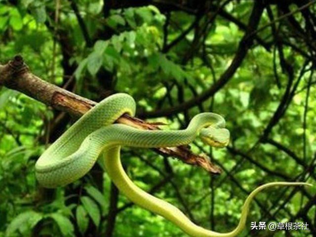 昆明知青在陇川：在傣寨插队的那段生活经历，我一辈子都不会忘记