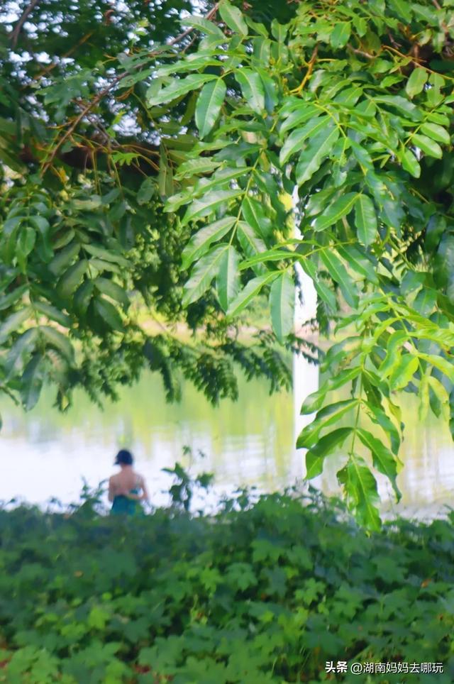 1小时直达!长沙藏了片“狗尾巴草秘境”,免费露营+玩水,人少景美,错过等一年!