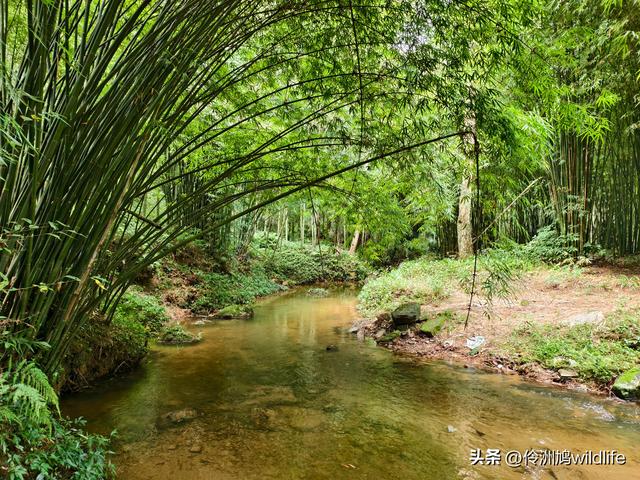 成都徒步（69）·彭州篇⑯法藏寺环线（桥断未走通）
