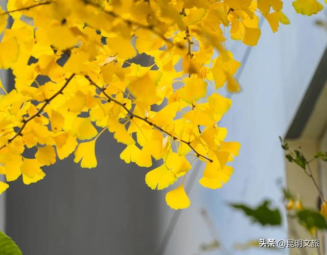 初冬,来晋宁邂逅一场金色的童话