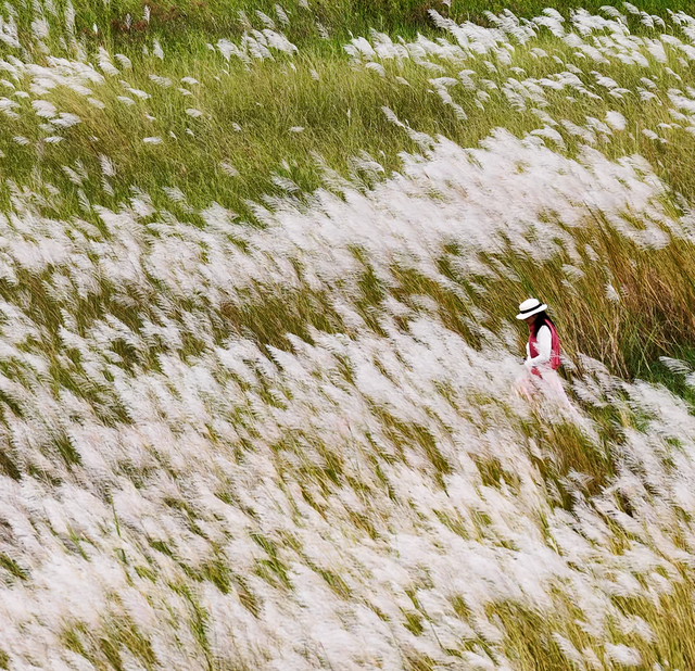 在多彩花海间，邂逅湛江的浪漫初冬！