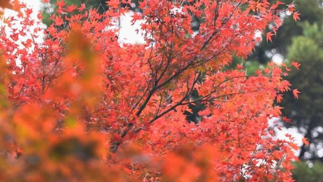 庐山景区开启2025年金秋赏枫季