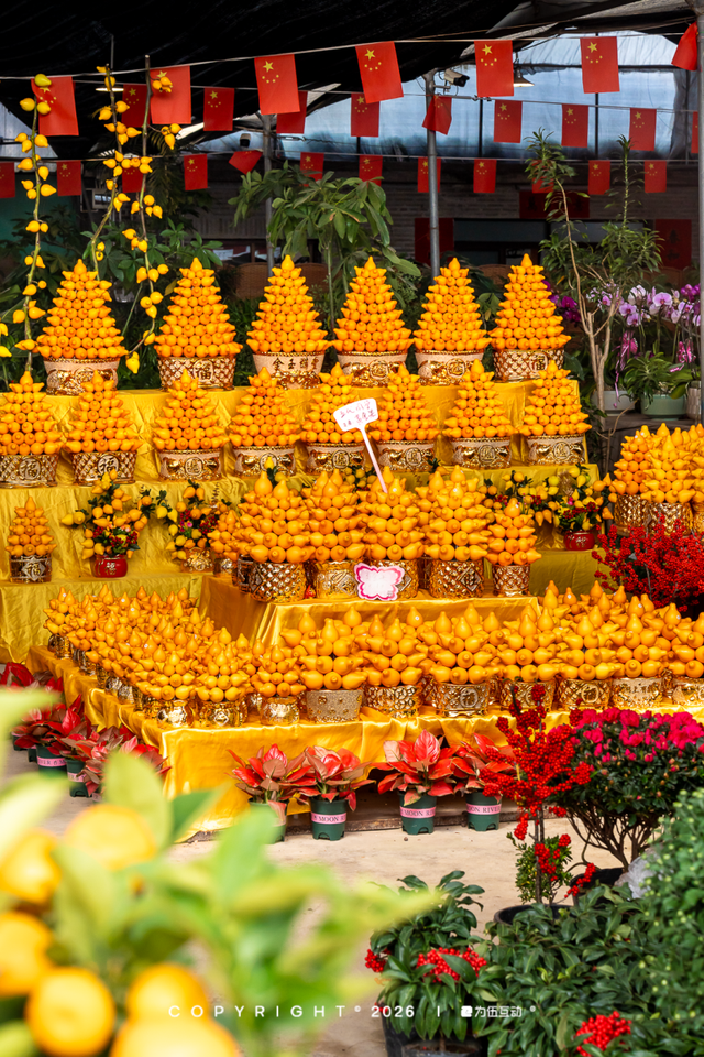 “马”上逛花街！珠海20年老花市焕新登场，新春打卡攻略速收！