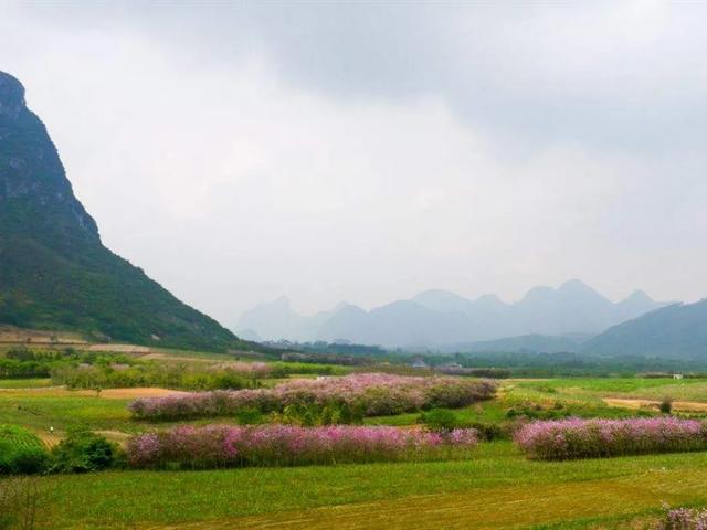[广西 柳州市柳城县寨隆镇]