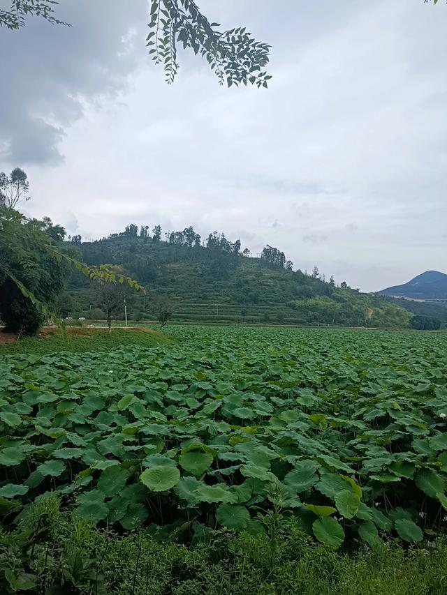 滇游行纪之二: 土司寨→城子古村