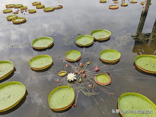 怀念姑苏城春有杏、夏有荷、秋有桂、冬有梅，而非夏冬“无缝接”