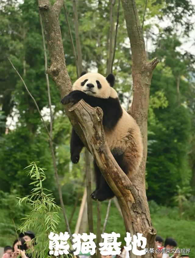 川西秋韵长卷：从九寨秘境到古城烟火