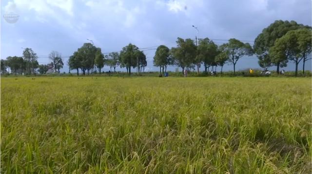 快码住!这里藏着秋日童话世界,出片率100%