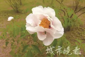 长春牡丹园重要消息！图片