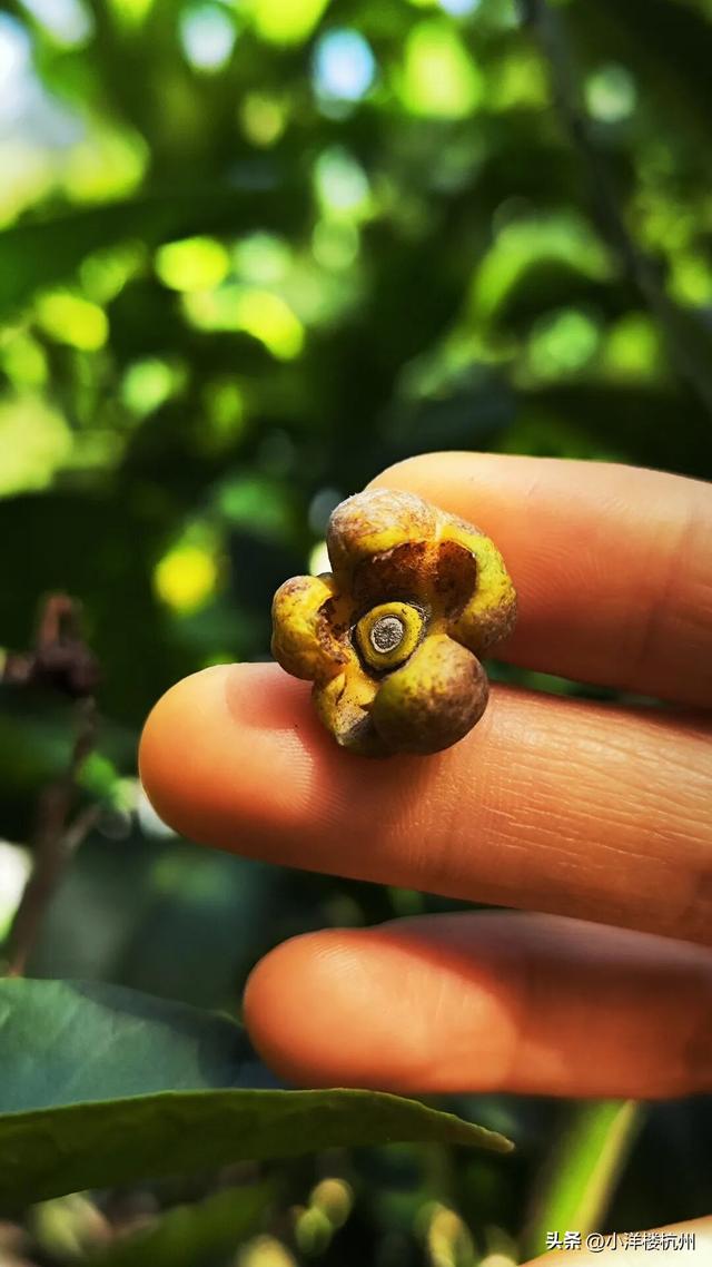 跟随树友们逛中国第一座现代植物园——浙大植物园