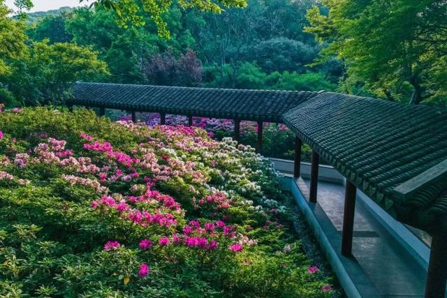 无锡这座绝美花园，免费开放了