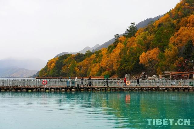 西藏林芝：秋色斑斓 雨落巴松错