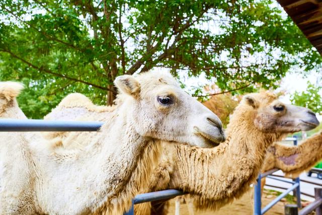 宿州野生动物园，从丛林之王到水上舞者，假日亲子研学游的好去处