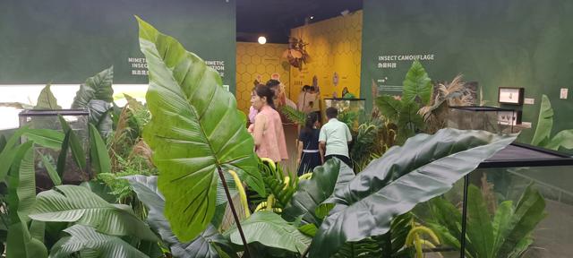 西安长安云昆虫展你来了吗