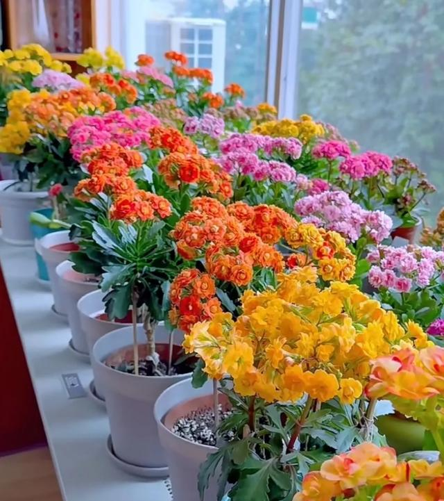 东北吉林一宝妈，种了一阳台的长寿花，花开似锦都说麻了