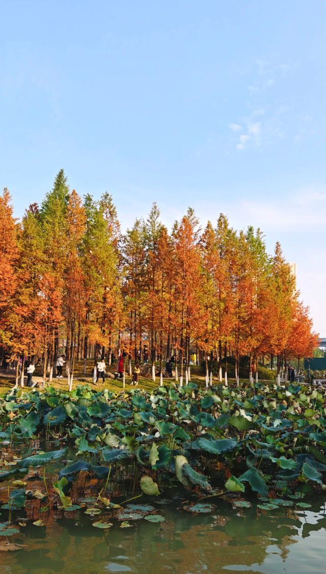西安城区4个绝美秋景打卡地！