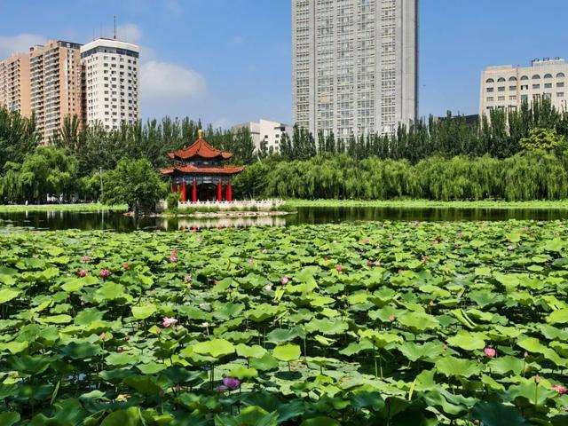回民区：在青城公园捞一捧清凉