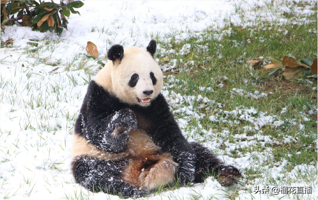 岁末欢聚！跟西旅一起趣玩长安，暖心过冬