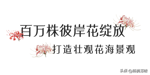秋日限定！邛崃天府绿舟30亩彼岸花海迎最佳观赏期