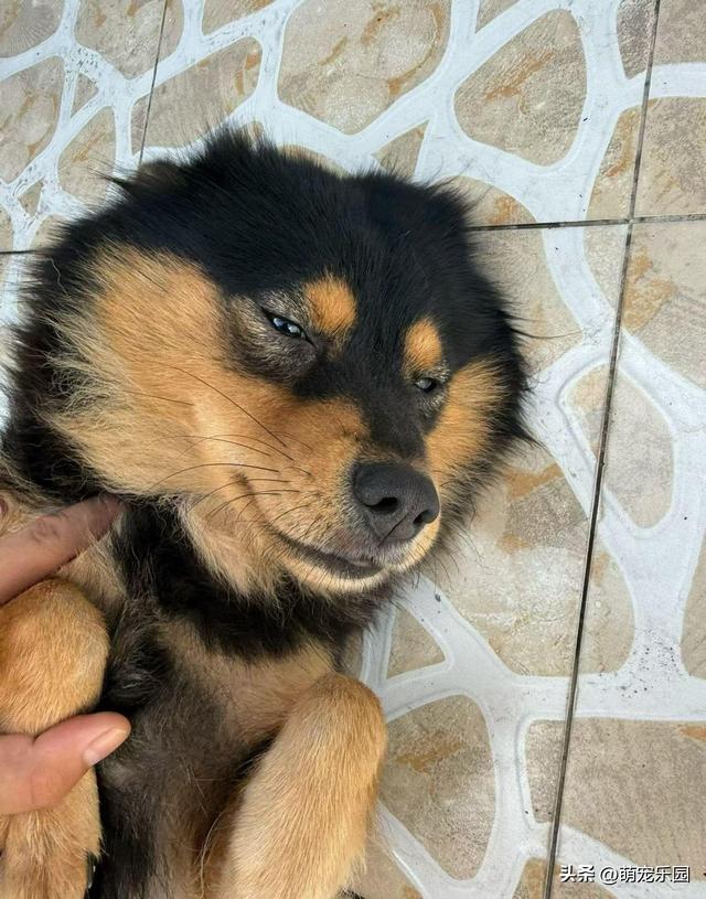 小黑突然离世，重庆偶遇神似玩偶，我带着它仿佛你还在身边