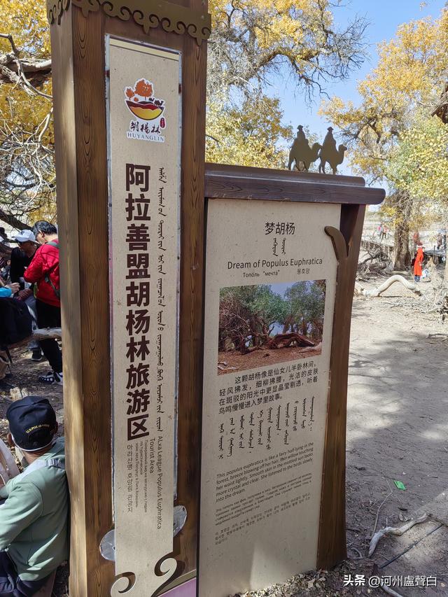 额济纳旗胡杨林