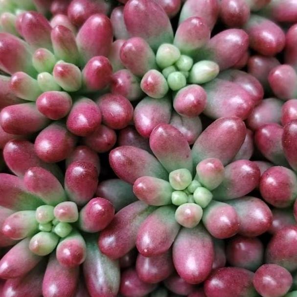 9月多肉“零成本”繁殖！掰片叶子按进土，4步操作半月爆芽！