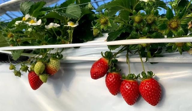 东京采草莓景点10选:新宿、涩谷当日来回、多样草莓品种吃到饱