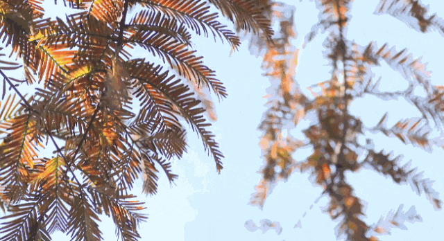 冬日来信｜在渠县秀岭春天，赴一场红叶与茶山的温柔邂逅