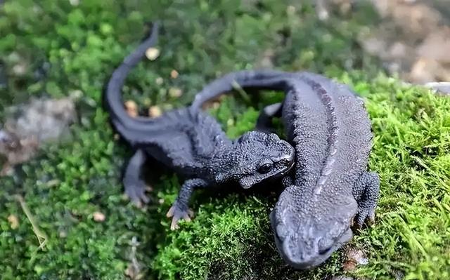 野外仅存600多只！浙江4人徒手抓26只，价值10多万