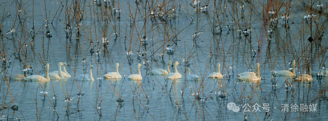 汾河清徐段变美啦，天鹅都赶着来“打卡”
