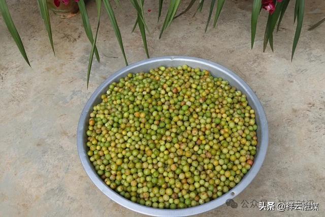 旅居祥云 | 米甸镇:橄榄好吃回味甜