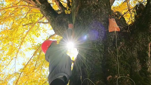 【冬日奇遇：中国经济的新篇章】