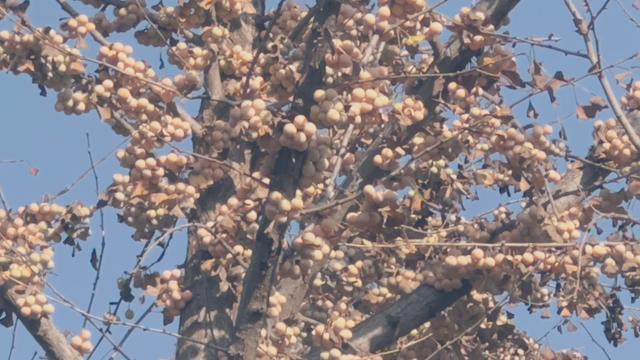 赏秋好去处 南彩银杏园