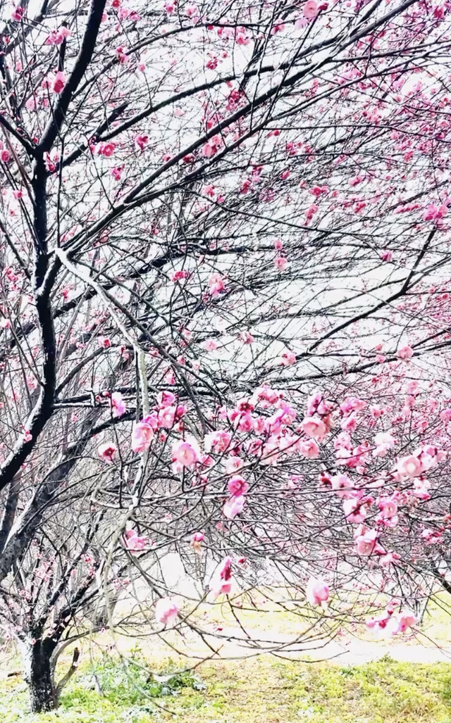 大寒至，雪满黄陂梅正香！