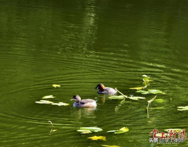 金秋时节，岳屏公园迎来最富诗意的“观鸟季”