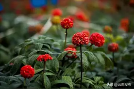 走基层·看一线丨云南聚焦“十大云药”引领产业高质量发展图片
