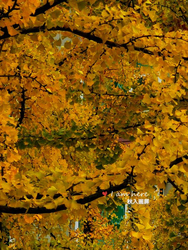 秋色入画屏