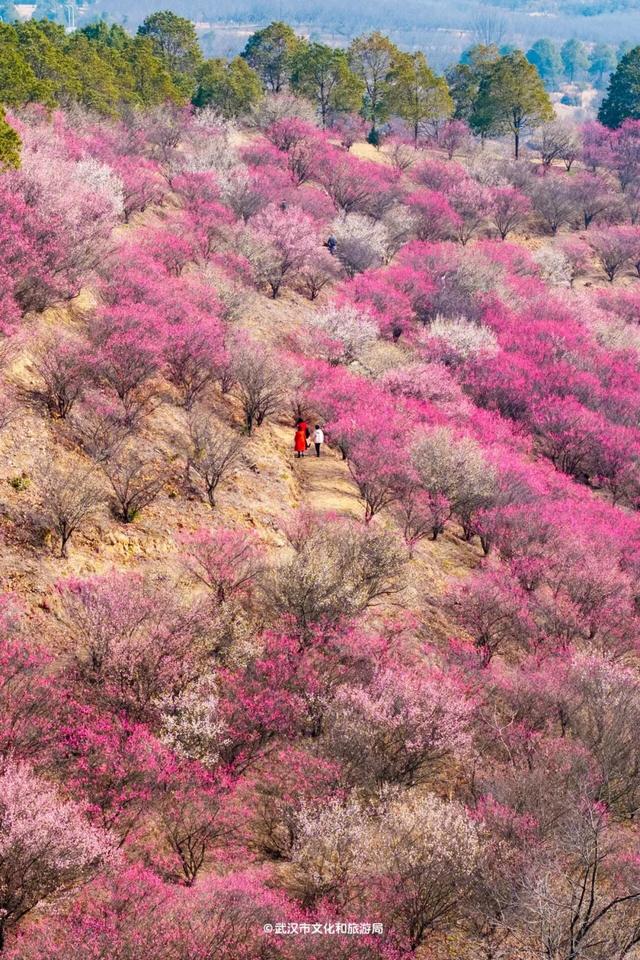 🤩收藏!春节拍大片,就来黄陂『下集』