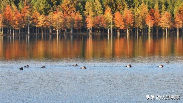 美成油画！合肥这片红衫林，藏不住了！
