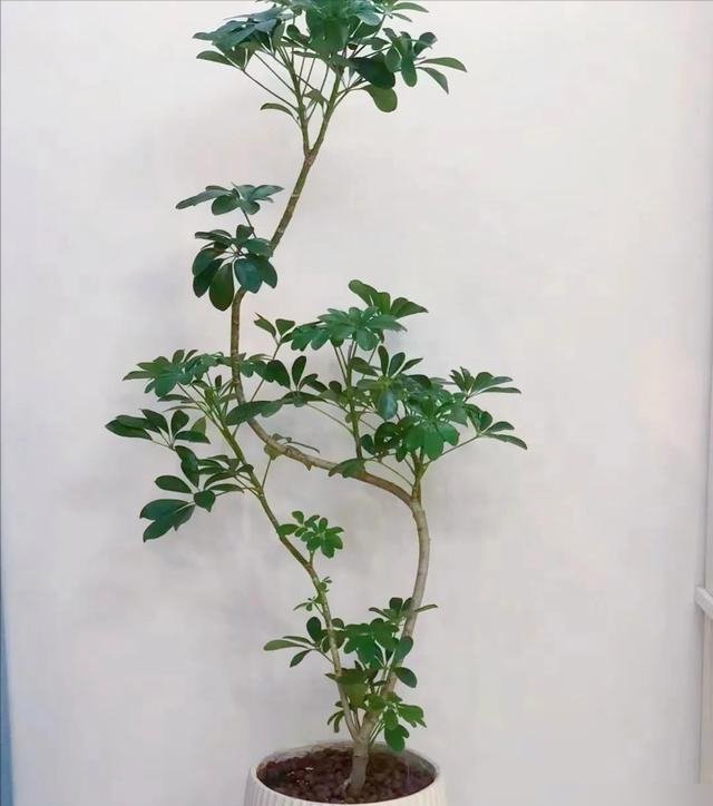 河北一29岁太太,因“鸭脚木客厅”走红,那叫一个高级,真治愈！