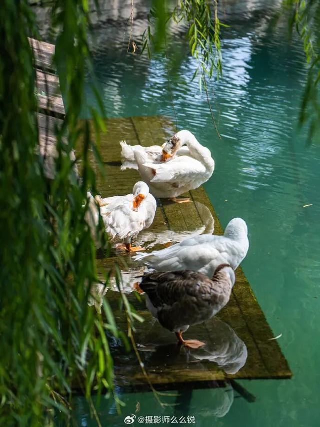 2025四季巡礼！100位寻美客邀你共绘最美泉城图鉴