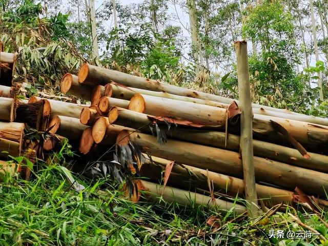 日本和美国早已禁种，中国为何依然大力种植？背后原因不简单