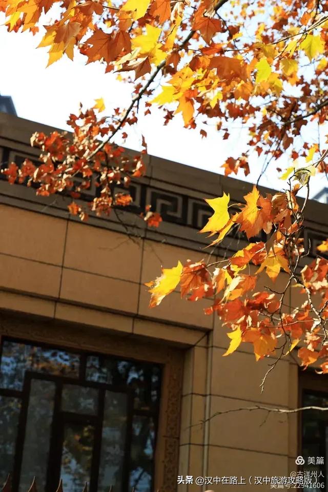 汉中老厂区的梧桐大道,太火了!