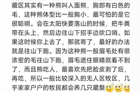 听说熊会学人在黑暗的路边招手，看到几起熊吃人事件简直毛骨悚然图片