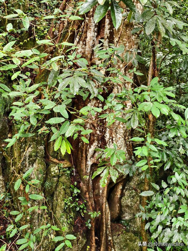 马来西亚(31)砂拉越州⑤姆鲁山canopy树冠高空漫游