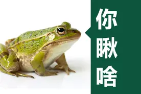 你瞅啥！图片
